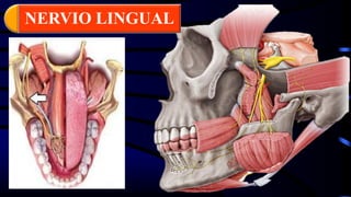 NERVIO LINGUAL
 