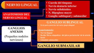 • Cuerda del timpano
• Nervio dentario inferior
• Nervio milohioideo
• N. Hipogloso mayor
• Ganglio sublingual y submaxilar
ANASTOMOSIS DEL
NERVIO LINGUAL
GANGLIO SUBLINGUAL
• En la parte posterior del surco gingivolingual
Anastomosis:
• Nervio lingual
• Recibe fibras simpaticas del plexo periarterial de la arteria
facial
• Glándula submaxilar
GANGLIOS
ANEXOS
(Pequeños nodulos
nerviosos)
GANGLIO SUBMAXILAR
NERVIO LINGUAL
 