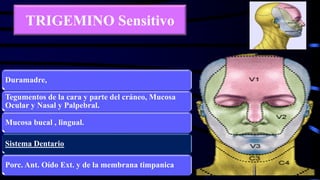 TRIGEMINO Sensitivo
Duramadre,
Tegumentos de la cara y parte del cráneo, Mucosa
Ocular y Nasal y Palpebral.
Mucosa bucal , lingual.
Sistema Dentario
Porc. Ant. Oído Ext. y de la membrana timpanica
 