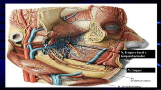 N. Lingual
N. Temporo bucal o
temporobucinador
N. Lingual
 