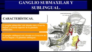 GANGLIO SUBMAXILAR Y
SUBLINGUAL.
CARACTERÍSTICAS.
El ganglio submaxilar está situado entre el nervio
lingual y el borde superior de la glándula
submaxilar.
El ganglio sublingual está situado en el trayecto del
nervio lingual y la glándula sublingual.
 