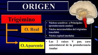 • Núcleos sensitivos o Principales
(protuberancia anular)
• Núcleo mescensefalico del trigémino
(encefalo)
• Núcleo espinal (medula)
Trigémino
• Las 2 raíces V par, cara
anterolateral de la protuberancia
Anular
 