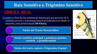 Raíz Sensitiva o Trigémino Sensitivo
ORIGEN REAL
Sensitivo: Nace de una columna de materia gris que proviene de la
columna cervical y se prolonga hasta la protuberancia en donde se
ensancha, zona postero lateral (50 Filetes).
Núcleo del Tracto Mesencefálico
Núcleo sensitivo principal o gelatinoso pontino ,
coreleus o protuberancial
Núcleo del tracto espinal o Triguemino Espinal
 