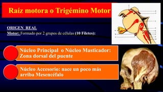 Raíz motora o Trigémino Motor
ORIGEN REAL
Motor: Formado por 2 grupos de células (10 Filetes):
Núcleo Principal o Núcleo Masticador:
Zona dorsal del puente
Núcleo Accesorio: nace un poco más
arriba Mesencéfalo
 