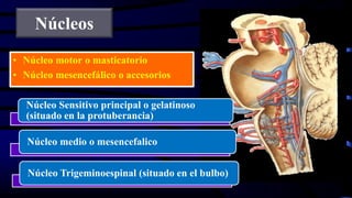 Núcleos
• Núcleo motor o masticatorio
• Núcleo mesencefálico o accesorios
Núcleo Sensitivo principal o gelatinoso
(situado en la protuberancia)
Núcleo medio o mesencefalico
Núcleo Trigeminoespinal (situado en el bulbo)
 