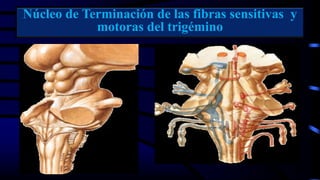 Núcleo de Terminación de las fibras sensitivas y
motoras del trigémino
 