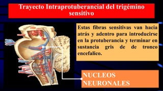 Trayecto Intraprotuberancial del trigémino
sensitivo
Estas fibras sensitivas van hacia
atrás y adentro para introducirse
en la protuberancia y terminar en
sustancia gris de de tronco
encefalico.
NUCLEOS
NEURONALES
 
