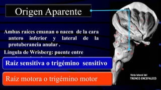 Ambas raíces emanan o nacen de la cara
antero inferior y lateral de la
protuberancia anular .
Língula de Wrisberg: puente entre
ambas raíces de sustancia nerviosa
Raíz sensitiva o trigémino sensitivo
Raíz motora o trigémino motor
Origen Aparente
 
