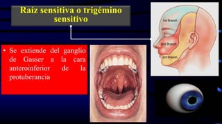 Raíz sensitiva o trigémino
sensitivo
• Se extiende del ganglio
de Gasser a la cara
anteroinferior de la
protuberancia
 