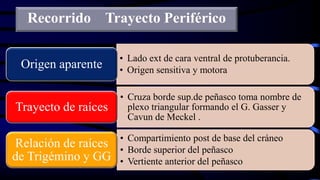 Recorrido Trayecto Periférico
• Lado ext de cara ventral de protuberancia.
• Origen sensitiva y motora
Origen aparente
• Cruza borde sup.de peñasco toma nombre de
plexo triangular formando el G. Gasser y
Cavun de Meckel .
Trayecto de raíces
• Compartimiento post de base del cráneo
• Borde superior del peñasco
• Vertiente anterior del peñasco
Relación de raíces
de Trigémino y GG
 