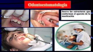 Inerva las estructuras que
conforman el aparato de la
masticación
 