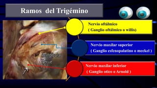 Nervio oftálmico
( Ganglio oftálmico o willis)
Nervio maxilar superior
( Ganglio esfenopalatino o meckel )
Nervio maxilar inferior
( Ganglio otico o Arnold )
Ramos del Trigémino
 