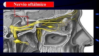 Nervio oftálmico
 