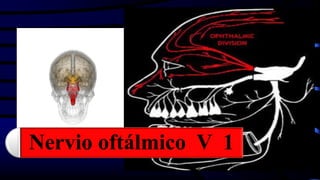 Nervio oftálmico V 1
 