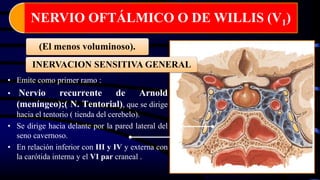 NERVIO OFTÁLMICO O DE WILLIS (V1)
• Emite como primer ramo :
• Nervio recurrente de Arnold
(meníngeo);( N. Tentorial), que se dirige
hacia el tentorio ( tienda del cerebelo).
• Se dirige hacia delante por la pared lateral del
seno cavernoso.
• En relación inferior con III y IV y externa con
la carótida interna y el VI par craneal .
(El menos voluminoso).
INERVACION SENSITIVA GENERAL
 