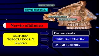 •
SECTORES
TOPOGRÁFICOS Y
Relaciones
CAVIDAD ORBITARIA
HENDIDURA ESFENOIDAL
Fosa craneal media
NERVIO TENTORIAL
Nervio oftálmico
 