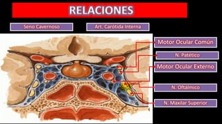 Motor Ocular Común
N. Patético
Motor Ocular Externo
N. Oftálmico
N. Maxilar Superior
Art. Carótida InternaSeno Cavernoso
 