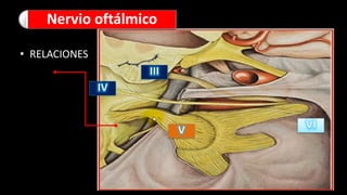 • RELACIONES
Nervio oftálmico
 