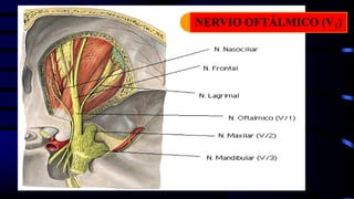 NERVIO OFTÁLMICO (V1)
 