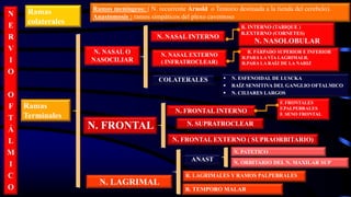 N
E
R
V
I
O
O
F
T
Á
L
M
I
C
O
N. FRONTAL INTERNO
N. LAGRIMAL
N. NASAL O
NASOCILIAR
N. PATETICO
N. ORBITARIO DEL N. MAXILAR SUP
R. LAGRIMALES Y RAMOS PALPEBRALES
N. FRONTAL
Ramas
colaterales
Ramos meníngeos: ( N. recurrente Arnold o Tentorio destinada a la tienda del cerebelo).
Anastomosis : ramos simpáticos del plexo cavernoso
Ramas
Terminales
N. NASAL INTERNO
N. NASAL EXTERNO
( INFRATROCLEAR)
R. PÁRPADO SUPERIOR E INFERIOR
R.PARA LA VÍA LAGRIMALR.
R.PARA LA RAÍZ DE LA NARIZ
COLATERALES  N. ESFENOIDAL DE LUSCKA
 RAÍZ SENSITIVA DEL GANGLIO OFTALMICO
 N. CILIARES LARGOS
R. INTERNO (TABIQUE )
R.EXTERNO (CORNETES)
N. NASOLOBULAR
R. TEMPORO MALAR
N. FRONTAL EXTERNO ( SUPRAORBITARIO)
N. SUPRATROCLEAR
ANAST
F. FRONTALES
F.PALPEBRALES
F. SENO FRONTAL
 