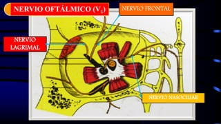 NERVIO FRONTAL
NERVIO NASOCILIAR
NERVIO
LAGRIMAL
NERVIO OFTÁLMICO (V1)
 