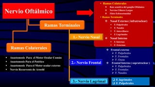 Nervio Oftálmico
 Anastomosis Para el Motor Ocular Común
 Anastomosis Para el Patético
 Anastomosis Para el Motor ocular externo
 Nervio Recurrente de Arnold
 Frontal externo
 F. Palpebrales
 F. Frontales
 F. Oseas
 Frontal Interno ( supratroclear )
 F. Palpebrales
 F. Frontales
 F. Nasales
Ramas Terminales
• Ramas Colaterales
 Raíz sensitiva del ganglio Oftálmico
 Nervios Ciliares Largos
 Filete Esfenoetmoidal
• Ramas Terminales
 Nasal Externo ( infratroclear)
 F. Palpebrales
 F. Nasales
 F. Interciliares
 F. Lagrimales
 Nasal Interno
 F. Internas
 F. Externas
 F. lagrimales
 F. Palpebrales
3.- Nervio Lagrimal
2.- Nervio Frontal
1.- Nervio Nasal
Ramas Colaterales
 