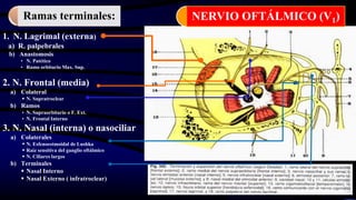 1. N. Lagrimal (externa)
a) R. palpebrales
b) Anastomosis
• N. Patético
• Ramo orbitario Max. Sup.
2. N. Frontal (media)
a) Colateral
 N. Supratroclear
b) Ramos
• N. Supraorbitario o F. Ext.
• N. Frontal Interno
3. N. Nasal (interna) o nasociliar
a) Colaterales
 N. Esfenoestmoidal de Lushka
 Raíz sensitiva del ganglio oftálmico
 N. Ciliares largos
b) Terminales
 Nasal Interno
 Nasal Externo ( infratroclear)
NERVIO OFTÁLMICO (V1)Ramas terminales:
 