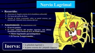 Nervio Lagrimal
• Recorrido:
 Atraviesa el Angulo externo de la hendidura esfenoidal
 Por fuera del anillo de Zinn
 Aborda la órbita avanzando sobre su pared externa, por
encima del músculo recto externo del ojo.
• Anastomosis: Se anastomosa con:
 El nervio patético
 El ramo orbitario del maxilar superior; esta última
anastomosis tiene forma de arco, de donde nacen:
 Filetes lagrimales parasimpaticos
 El Nervio Temporomalar .
• la glándula lagrimal y
• la parte externa del párpado superiorInerva:
 