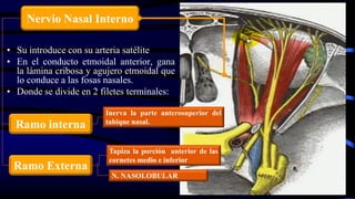 • Su introduce con su arteria satélite
• En el conducto etmoidal anterior, gana
la lámina cribosa y agujero etmoidal que
lo conduce a las fosas nasales.
• Donde se divide en 2 filetes termínales:
Nervio Nasal Interno
Ramo interna
Ramo Externa
Tapiza la porción anterior de las
cornetes medio e inferior
Inerva la parte anterosuperior del
tabique nasal.
N. NASOLOBULAR
 