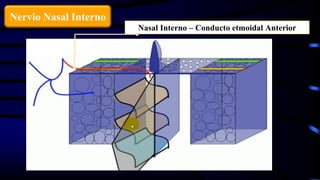 Nasal Interno – Conducto etmoidal Anterior
Nervio Nasal Interno
 