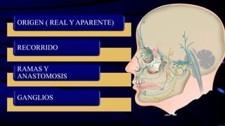 ORIGEN ( REAL Y APARENTE)
RECORRIDO
RAMAS Y
ANASTOMOSIS
GANGLIOS
 