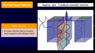 Ramo Interno
• El ramo interno inerva la parte
anterosuperior del tabique nasal.
Nervio Nasal Interno Ingresa por Conducto etmoidal Anterior
 