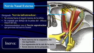 Designado Nervio infratroclear.
• Se orienta hacia el ángulo interno de la órbita.
• Se expande por debajo de la polea del oblicuo
mayor del ojo,
• Anastomosándose con el Nervio supratroclear
que proviene del nervio frontal.
Nervio Nasal Externo
• Parte interna de la conjuntiva, las
vías lagrimales .
• Los tegumentos de la raíz de la nariz.
• Tercio interno de los párpados.
Inerva:
 
