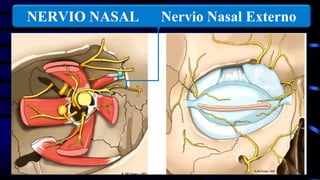 NERVIO NASAL Nervio Nasal Externo
 