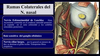 Ramas Colaterales del
N. nasal
Nervio Esfenoetmoidal de Luschka filete
inconstante contenido en el conducto etmoidal posterior;
se expande en el seno esfenoidal y los celdillas
etmoidales posteriores;
Raíz sensitiva del ganglio oftálmico
Nervio ciliar largos, por lo general en número de
dos, se destinan al globo ocular. Transportan fibras
simpáticas.
 