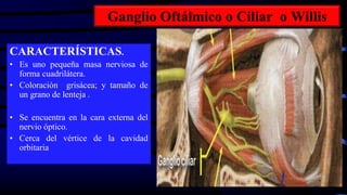 Ganglio Oftálmico o Ciliar o Willis
CARACTERÍSTICAS.
• Es uno pequeña masa nerviosa de
forma cuadrilátera.
• Coloración grisácea; y tamaño de
un grano de lenteja .
• Se encuentra en la cara externa del
nervio óptico.
• Cerca del vértice de la cavidad
orbitaria
 