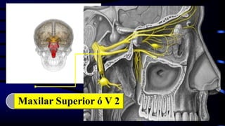 Maxilar Superior ó V 2
 