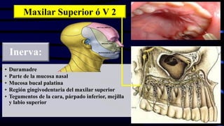 Maxilar Superior ó V 2
Inerva:
• Duramadre
• Parte de la mucosa nasal
• Mucosa bucal palatina
• Región gingivodentaria del maxilar superior
• Tegumentos de la cara, párpado inferior, mejilla
y labio superior
 