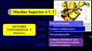 SECTORES
TOPOGRÁFICOS Y
Relaciones
Conducto suborbitario (por
cuyo orificio facial se expande
en filetes terminales)
Fosa pterigomaxilar
Conducto redondo mayor
Fosa craneal media
Maxilar Superior ó V 2
 