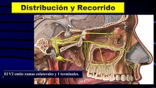 El V2 emite ramas colaterales y 1 terminales.
 