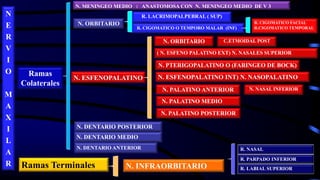 N
E
R
V
I
O
M
A
X
I
L
A
R
( N. ESFENO PALATINO EXT) N. NASALES SUPERIOR
N. DENTARIO POSTERIOR
N. MENINGEO MEDIO : ANASTOMOSA CON N. MENINGEO MEDIO DE V 3
R. PARPADO INFERIOR
R. NASAL
N. DENTARIO MEDIO
N. ESFENOPALATINO
Ramas Terminales N. INFRAORBITARIO
Ramas
Colaterales
R. CIGOMATICO O TEMPORO MALAR (INF)
R. LACRIMOPALPEBRAL ( SUP)
N. DENTARIO ANTERIOR
N. PTERIGOPALATINO O (FARINGEO DE BOCK)
N. PALATINO ANTERIOR
N. ORBITARIO
N. ESFENOPALATINO INT) N. NASOPALATINO
N. PALATINO MEDIO
N. PALATINO POSTERIOR
N. ORBITARIO
R. LABIAL SUPERIOR
R. CIGOMATICO FACIAL
R.CIGOMATICO TEMPORAL
C.ETMOIDAL POST
N. NASAL INFERIOR
 