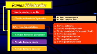 Ramas
6) Nervio dentario anterior
5) Nervio dentario medio
4) Nervios dentarios posteriores
a. Nervios orbitarios
b. Nervios nasales superiores
c. N. pterigopalatino (faringeo de Bock)
d. Nervio nasopalatino
e. Nervio palatino anterior.
f. Nervio palatino medio.
g. Nervio palatino posterior
3)Nervio esfenopalatino.
La Rama lacrimopalpebral
La Rama Temporo malar2) Nervio orbitario o Cigomatico
1)Nervio meningeo medio
 