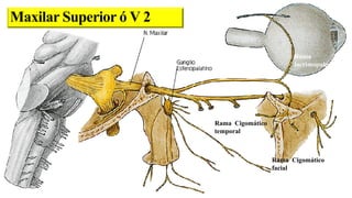 Rama orbitaro
Rama
lacrimopalpebral
Rama temporo
malar
Rama Cigomático
facial
Rama Cigomático
temporal
Maxilar Superior ó V 2
 