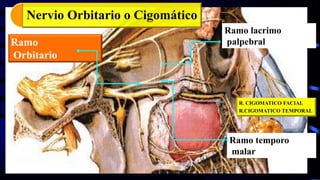 Ramo Meníngeo
Ramo
Orbitario
Ramo lacrimo
palpebral
Ramo temporo
malar
R. CIGOMATICO FACIAL
R.CIGOMATICO TEMPORAL
Nervio Orbitario o Cigomático
 