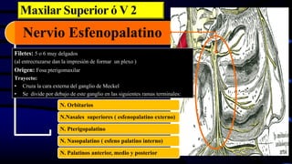 Nervio Esfenopalatino
Filetes: 5 o 6 muy delgados
(al entrecruzarse dan la impresión de formar un plexo )
Origen: Fosa pterigomaxilar
Trayecto:
• Cruza la cara externa del ganglio de Meckel
• Se divide por debajo de este ganglio en las siguientes ramas terminales:
N. Orbitarios
N.Nasales superiores ( esfenopalatino externo)
N. Pterigopalatino
N. Nasopalatino ( esfeno palatino interno)
N. Palatinos anterior, medio y posterior
Maxilar Superior ó V 2
 