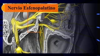 Nervio Esfenopalatino
 