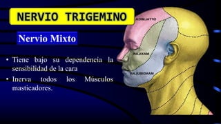 • Tiene bajo su dependencia la
sensibilidad de la cara
• Inerva todos los Músculos
masticadores.
Nervio Mixto
NERVIO TRIGEMINO
 