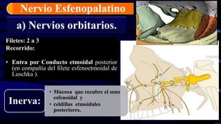 a) Nervios orbitarios.
Filetes: 2 a 3
Recorrido:
• Hendidura esfenoidal.
• Entra por Conducto etmoidal posterior
(en compañía del filete esfenoetmoidal de
Luschka ).
• Mucosa que recubre el seno
esfenoidal y
• celdillas etmoidales
posteriores.
Inerva:
Nervio Esfenopalatino
 