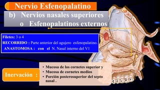 b) Nervios nasales superiores
o Esfenopalatinos externos
Filetes: 3 o 4
RECORRIDO : Parte anterior del agujero esfenopalatino.
ANASTOMOSA : con el N. Nasal interno del V1
Nervio Esfenopalatino
• Mucosa de los cornetes superior y
• Mucosa de cornetes medios
• Porción posterosuperior del septo
nasal .
Inervación :
 