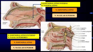 73
N.ESFENOPALATINO INTERNO
N. NASOPALATINO
N. ESFENOPALATINO EXTERNO
N. NASAL SUPERIORES
N. ESFENOPALATINO
N. ESFENOPALATINO
N. MAXILAR SUPERIOR
N. MAXILAR SUPERIOR
 